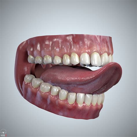 Teeth And Tongue