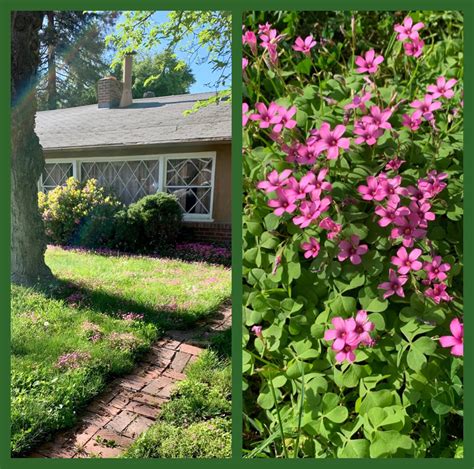 I Walk By This House And Admire Their Oxalis Rosea It Seems They Planted Some And It Spread