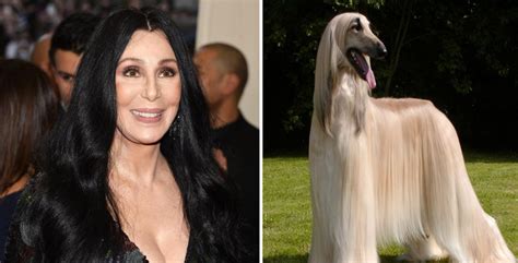 25 Celebrities And Their Ultimate Dog Look Alikes 25 Celebrities And