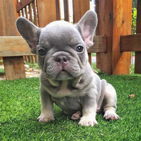 Wish You All A Great Sunday 😍💕 Baby French Bulldog French Bulldog