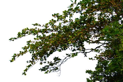 Free Branch Png Transparent Images Download Free Branch Png