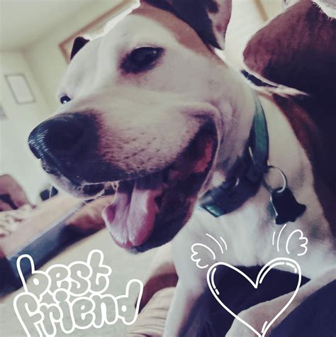 Pawsitively Perfect Pet Care, LLC