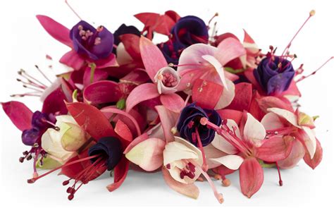 Fuchsia Mix Flowers Information And Facts