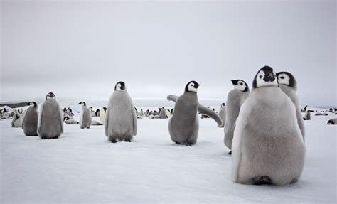 Penguin Chicks Polar Bears And Icebergs Pictures From The Poles