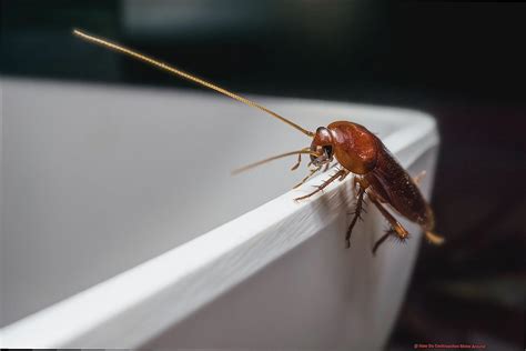How Do Cockroaches Move Around All About Roaches