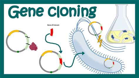 DNA Cloning Overview Gene Cloning What Is The Purpose Of DNA