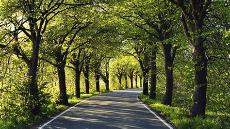Tree Lined Road Windows 10 Hd Wallpaper Preview