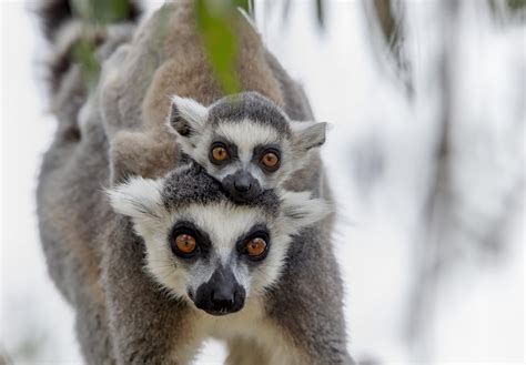 Ring Tailed Lemurs Named Taronga Conservation Society Australia