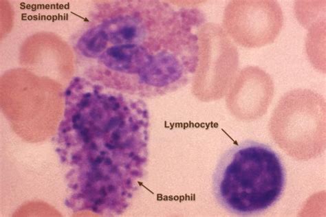 White Blood Cells—granulocytes And Agranulocytes