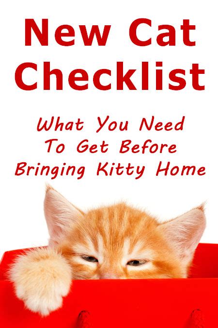 New Cat Checklist What You Need To Get Before Bringing Kitty Home