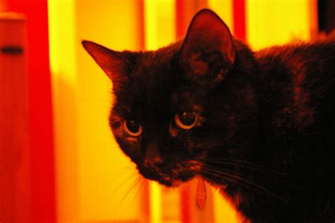 What did black cats do to deserve their dark reputation? PZ C: black cat halloween