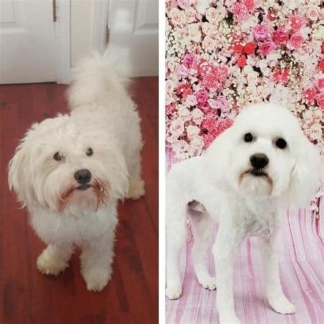 Short Maltipoo Haircut Ideas 15 Before And After Photos