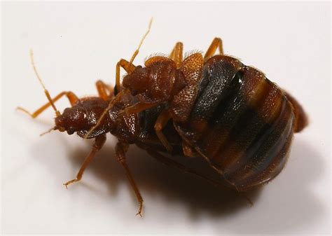 How Do Bed Bugs Reproduce Bed Bug Authority