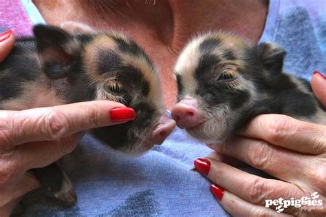 Pet Pigs For Sale Ohio Petspare