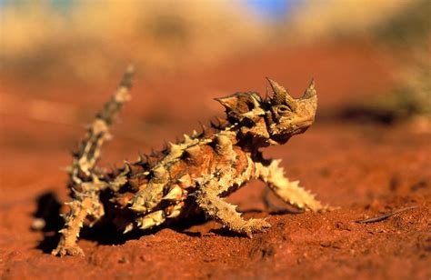 This Spike Crested Lizard Drinks From Sand With Its Skin Science