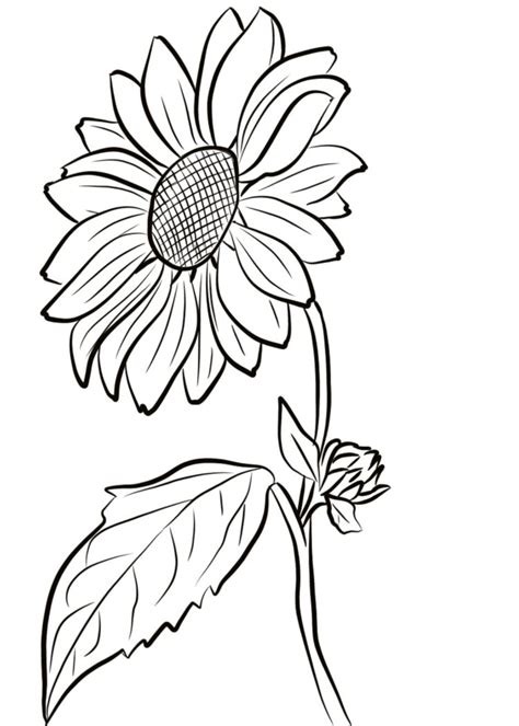 46 Gambar Bunga Matahari Menggunakan Pensil Yang Banyak Dicari