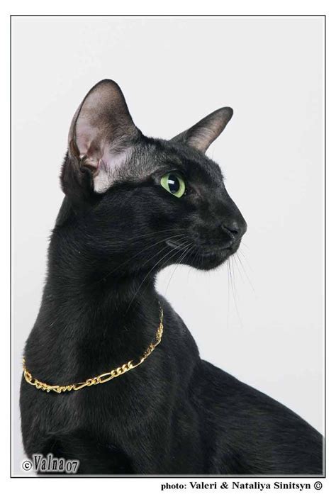 Egyptian Siamese Cat Names British Shorthair