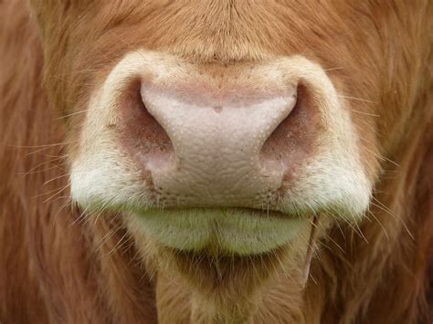 Hd Wallpaper Close Up Photography Of Brown Cow Nose Cows Nose Mammal