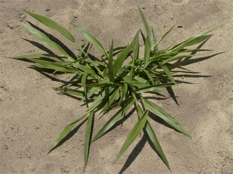 .on groups of conspecific and visually similar species including twelve poaceae species. Identifying sub-tropical grass seedlings | Agriculture and ...