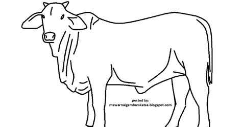 mewarnai gambar mewarnai gambar sketsa hewan sapi