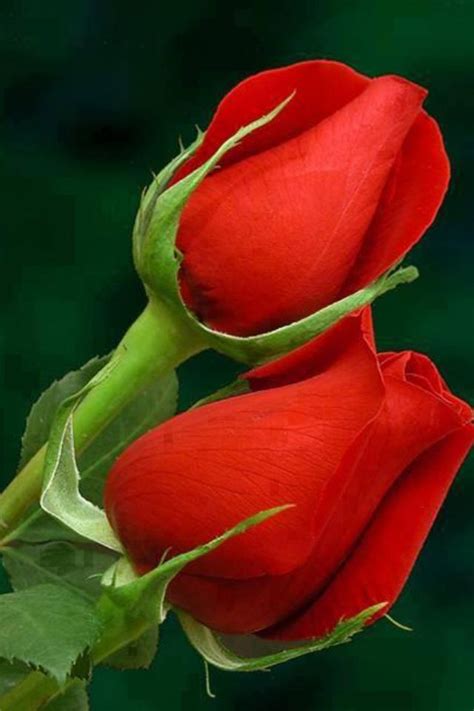 Beautiful Red Bud Rose Buds Beautiful Rose Flowers Beautiful Roses