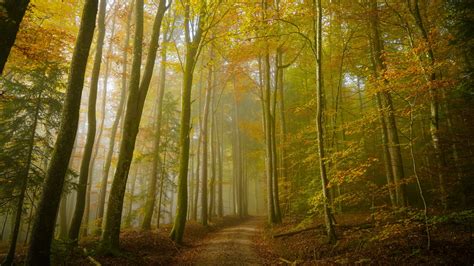Download Wallpaper 1920x1080 Forest Trail Trees Fog Nature Full Hd