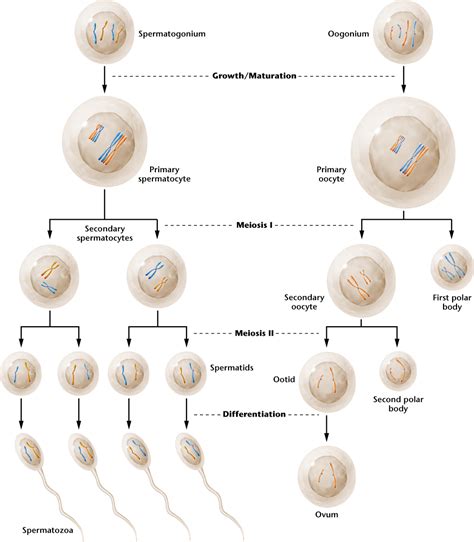 2 5 The Development Of Gametes Varies In Spermatogenesis Compared To Oogenesis Human Anatomy