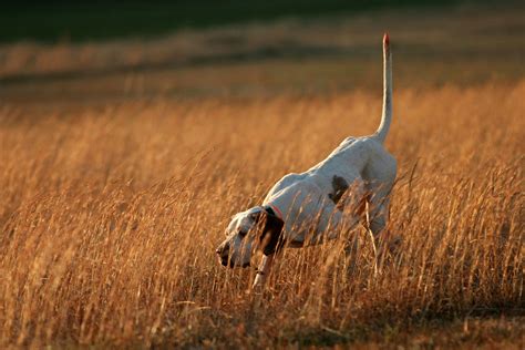 The 21 Best Dog Breeds For Hunting Field And Stream