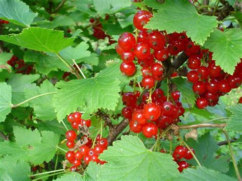 Red Currant Ribes Spp