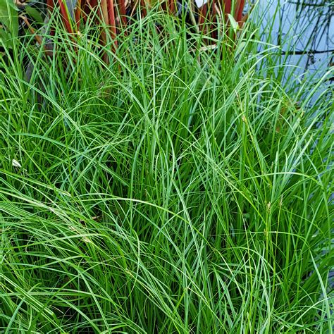 Sedges And Grasses Are A Wetlands Foundation — Green Star Wetland Plant Farm
