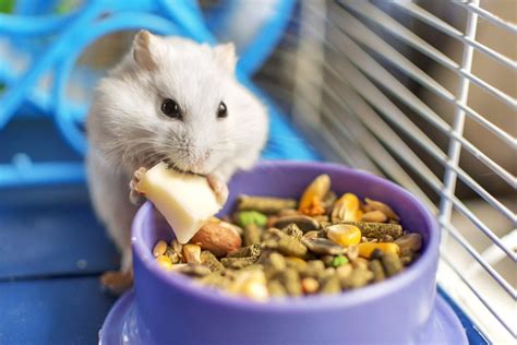 Liste Des Fruits Et Légumes Mangés Par Les Hamsters Hamster Info