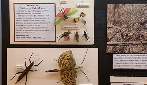 Dowagiac Area History Museum Host Open House For Insect Themed Exhibit