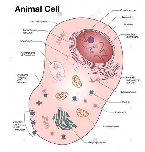 Some organelles are bounded by a single membrane. Draw the general diagram of an animal cell and label it ...