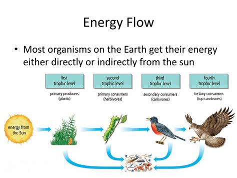 Ppt Energy Flow In An Ecosystem Powerpoint Presentation Free