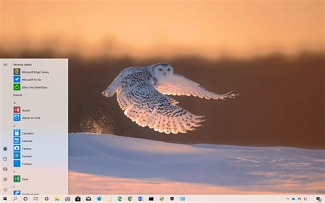 Polar Animals Theme For Windows 10 Download Pureinfotech