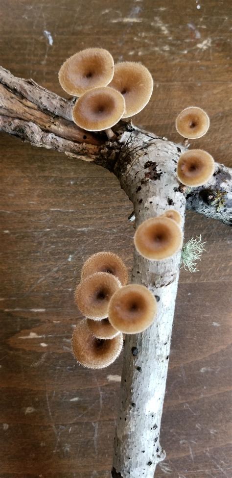 What Are These They Are Polypores Rmycology