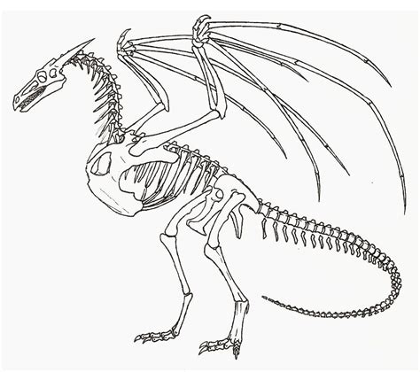 Dragon Skeleton Drawing