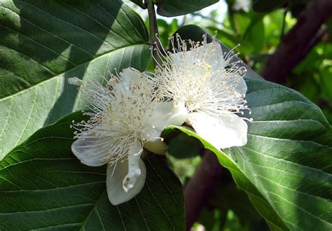 Guava Tree Growing Tips And Care Plantbay