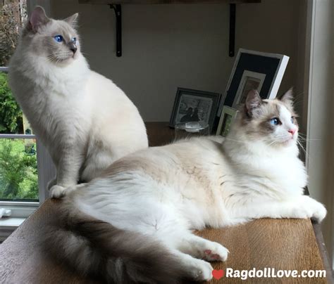 Our beautiful ragdoll cat has just given birth to 5 beautiful ragdoll kittens. A Ragdoll Coat Quick Guide for the Ragdoll Cat Owner