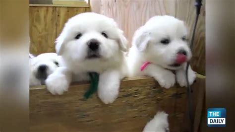 Cutest Puppies Of All Time Youtube