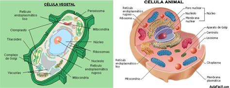 🥇 【 Célula Vegetal Y Célula Animal Origen De La Vida