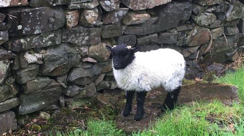 Ягненок овечка Коннемара Ирландия Ireland Connemara