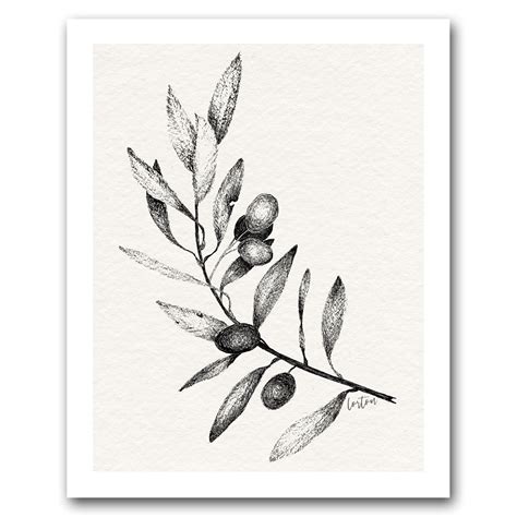 Olive Tree Botanical Drawing
