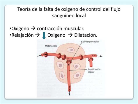 Control Local Y Humoral Del Flujo Sanguíneo Por Los Tejidos Ppt