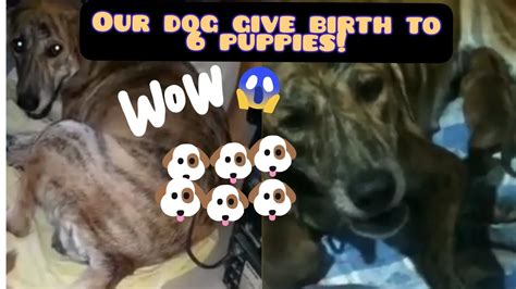 Our Dog Giving Birth Youtube