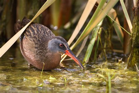 Indiana Audubon Society Birdwatching And Conservation In Indiana