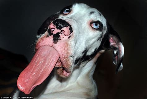 Hilarious Images Capture Animals Pulling Funny Faces Daily Mail Online