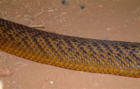 Inland Taipan Fierce Snake Australia Zoo