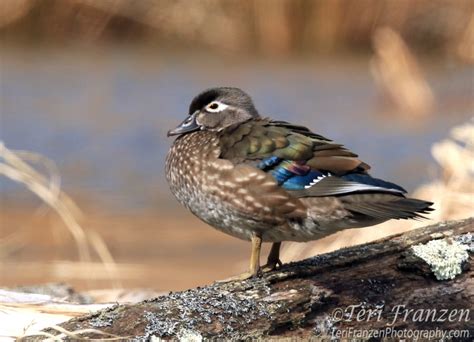 Photographing Wood Ducks In The Wild Teri Franzen Photography