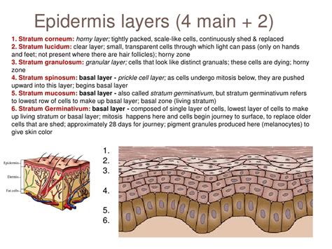 Integumentary System Whats On The Inside